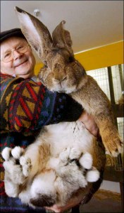 Big Bunny