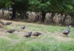 Our Resident Herd of Wild&nbsp;Turkeys