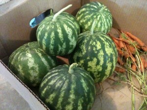 Although the 2012 watermelon had reached the full size they were going to grow to...they hadn't ripened when we had to pick them to save what we could from the deer.