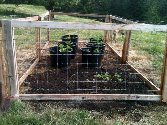 My cute little garden!