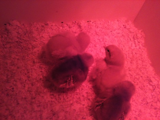 Benedict, Claudio, Don John, and Don Pedro