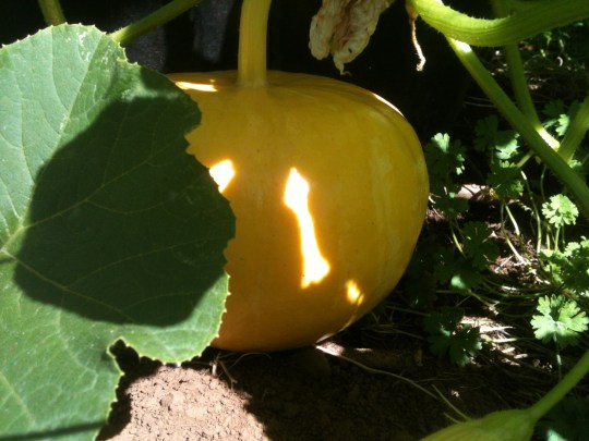 The strangest pumpkin I've ever seen