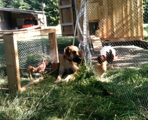 Watching over both broods, Penni is a very busy Mommy!