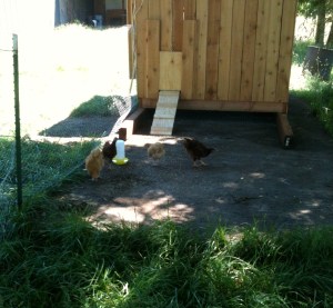 I'm not sure why we thought closing the chicken door was a good idea.