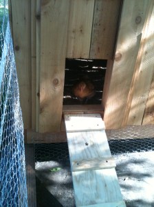 First time contemplating walking down the ramp to the great outdoors.