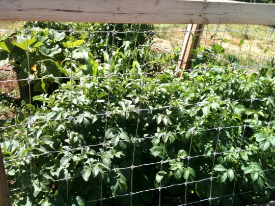 Potatoes, Corn and Pumpkins in the background