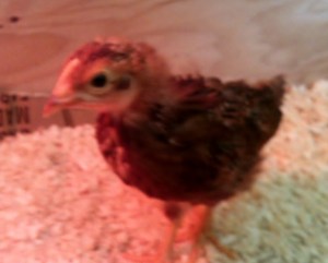 This little guy stepped up to the plate after Gretchen died.