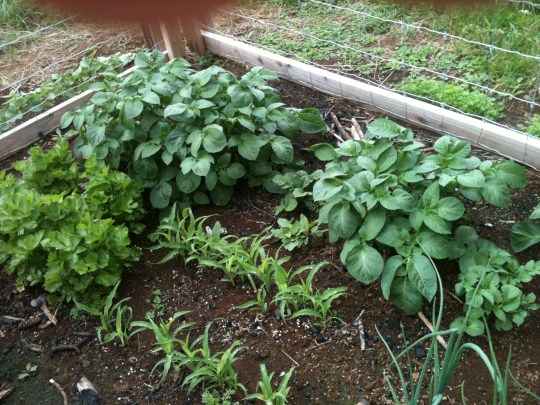 One Month Later...Potatoes, Celery, and Corn