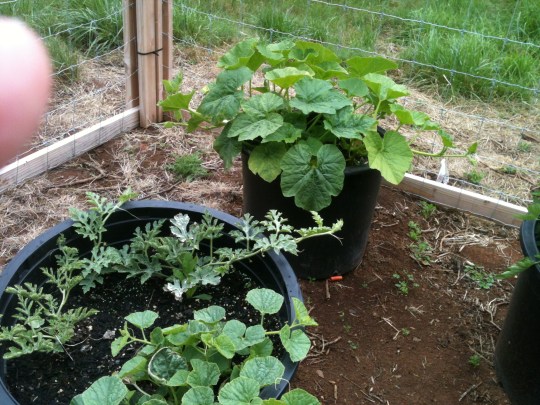 Watermelon, Cantaloupe, and Pumpkins