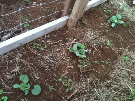Gourds...what do you do with gourds??