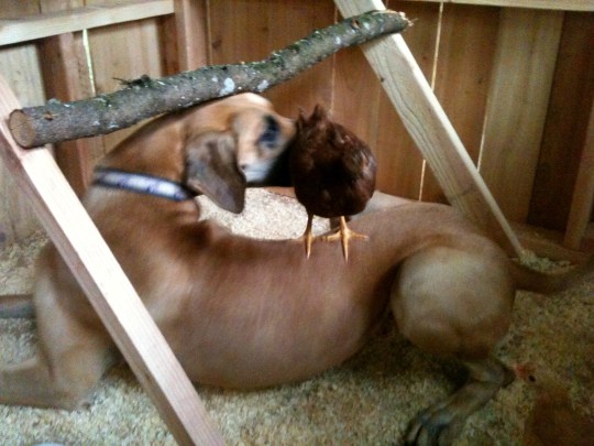 Making sure all is right with her little puppy-chicks.