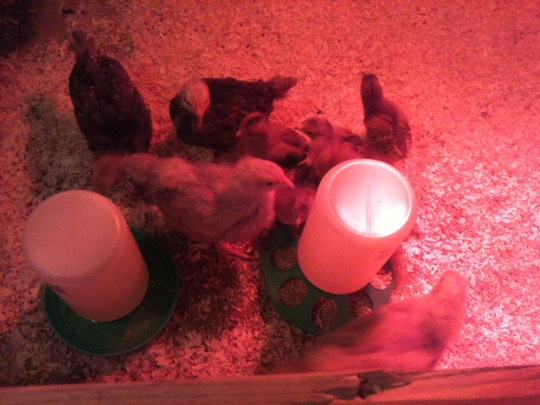 Usually separated by a short wall, we bring them together a little bit each day.