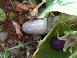 The Brave Little Eggplant...produced a mutant vegetable after coming back from the late frost of 2012