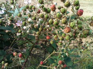 Wild Blackberries still to ripen