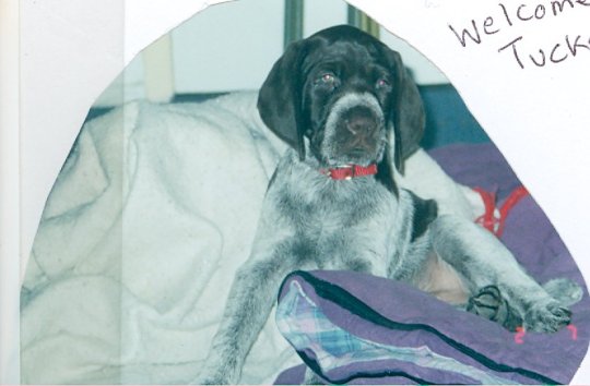 What a handsome pup!!