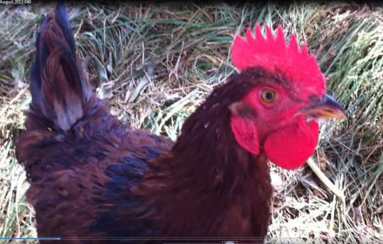 Watch out Benedict...I'm ranglin' for your hens .. especially that beautiful Claudio!!