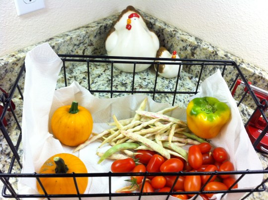 Tiny pumpkins, pinto beans, tomatoes, and a yellow bell pepper!!