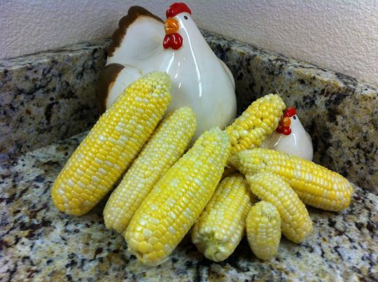 Our corn yield for the year, minus 2 ears which we previously harvested.