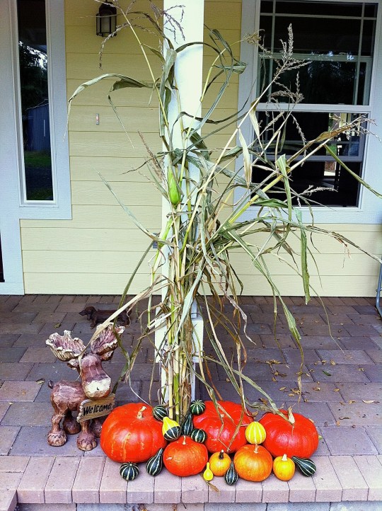 Free and home grown!!