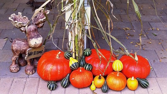 That red of the pumpkins are their true color!! Beautiful!