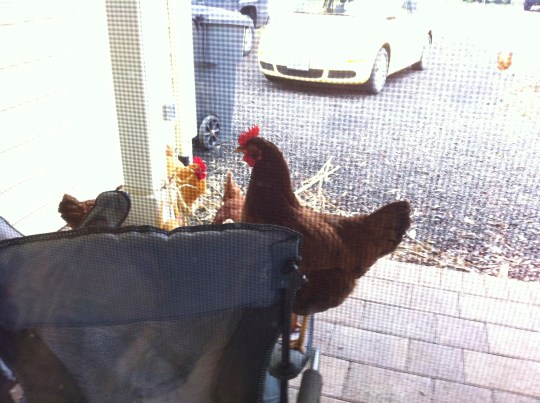 "Look guys, she's in there!"