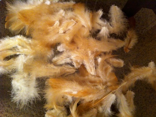 My poor little chicken.