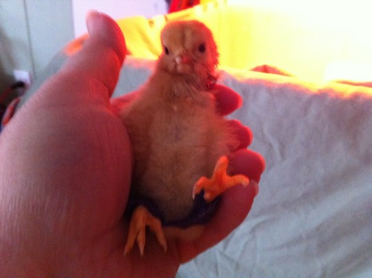 Hoping to strengthen her legs and hips.