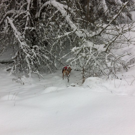 Just about 2 feet of snow!
