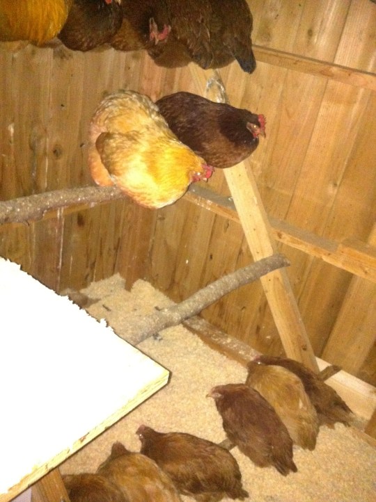 First night in the hen house...it's actually dark, except for the flash!
