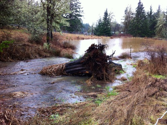 A tree stump overtaken by the water running into the pond.