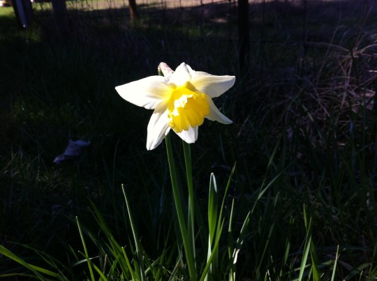 Our first Daffodil blossoms