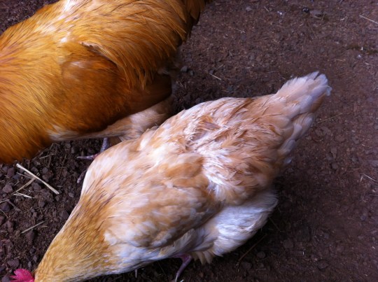 They're a bit wet from all the rain.