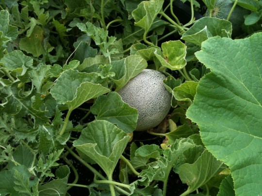 Last year's cantaloupe 2013