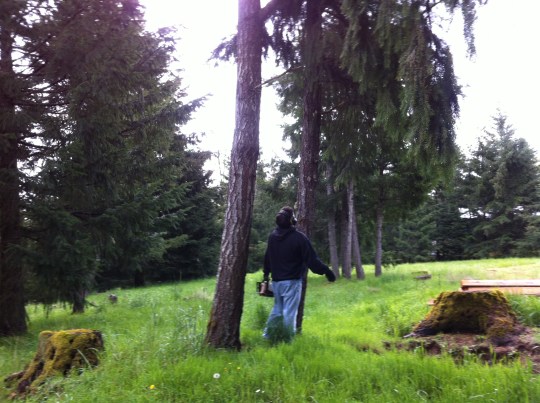 Tony, sizing up a tree to fall.