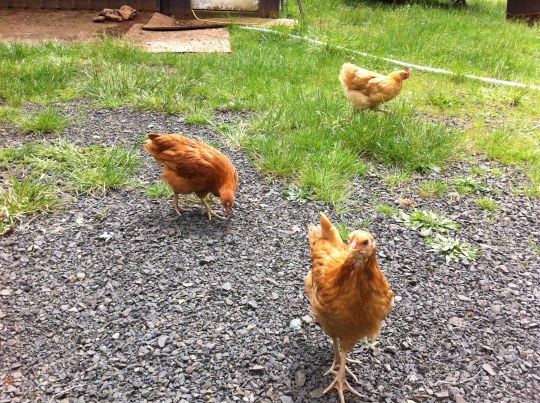 Free Ranging and feeling great!!