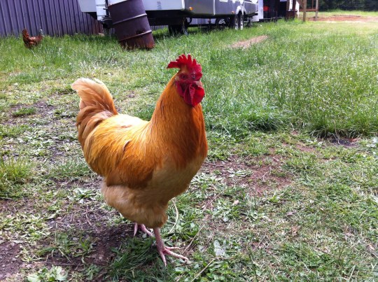 Benedict...the mighty trumpet boy!