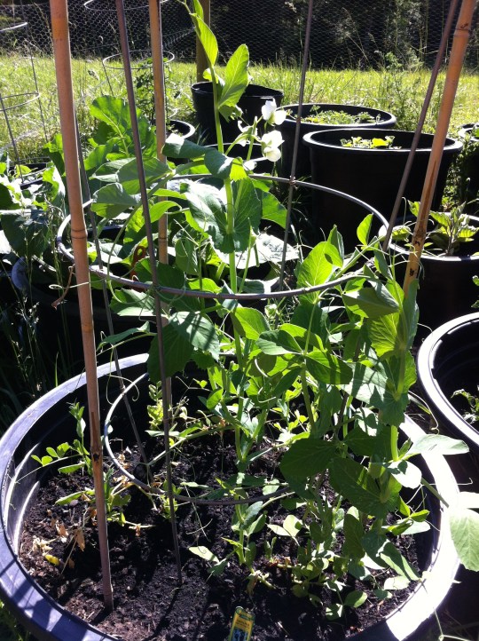 Sugar snap peas...TODAY!