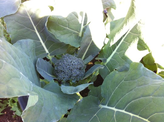 Beautiful Broccoli TODAY!