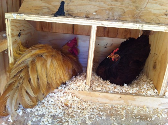 YES!!!  That's our Benedict!