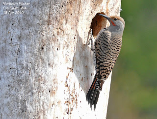Photo by Dennis Paulsen, posted on Slater Museum of Natural History website.