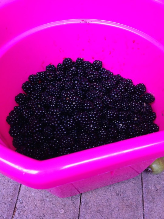 Bucketful of Blackberries