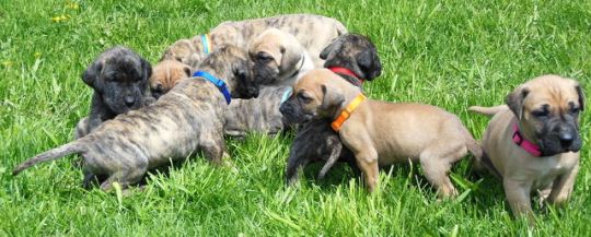 That's my Penni in the orange collar.