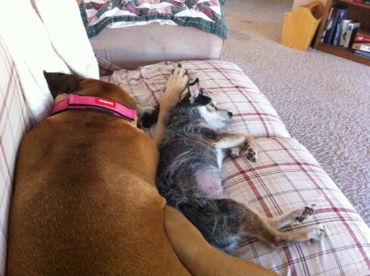 My sweet girls, Penni and Karli !