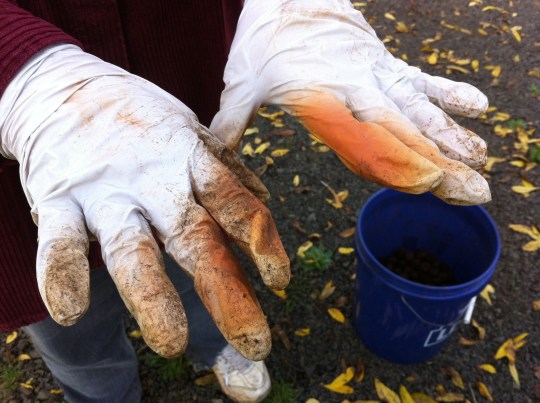 This is what walnut husks will do to your hands. BTW, this was the second layer of gloves I was wearing.