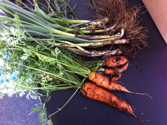 Late Fall Beauties 2014