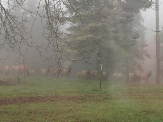 The Elk are early this season!