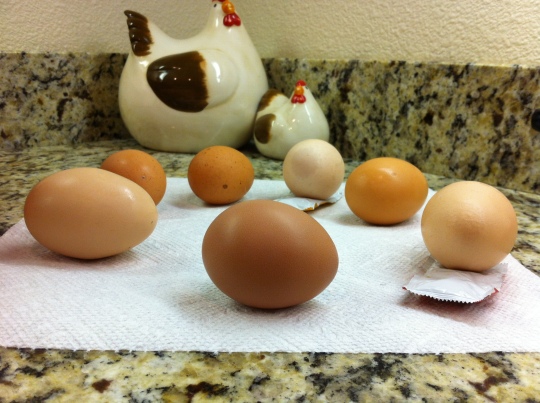 A Symphony in Eggs