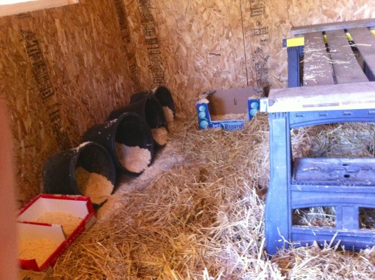 New Chicken House 2015