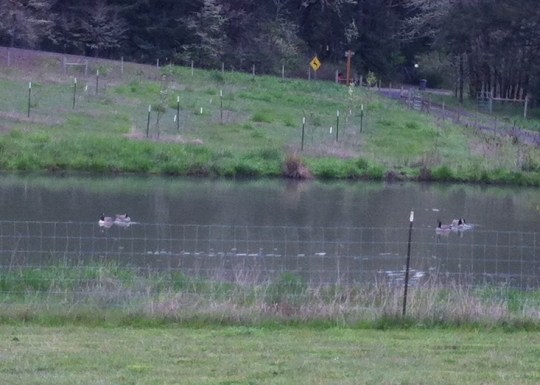 Geese on the Pond 2015