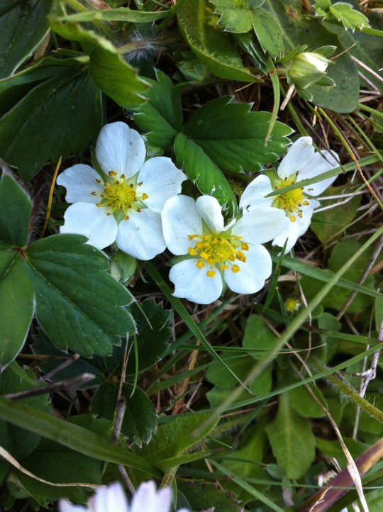 Wild pacific northwest, forest strawberries
